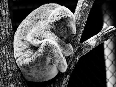 寝ている　コアラ